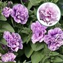 Bild von Petunia double P12 Pink purple vein